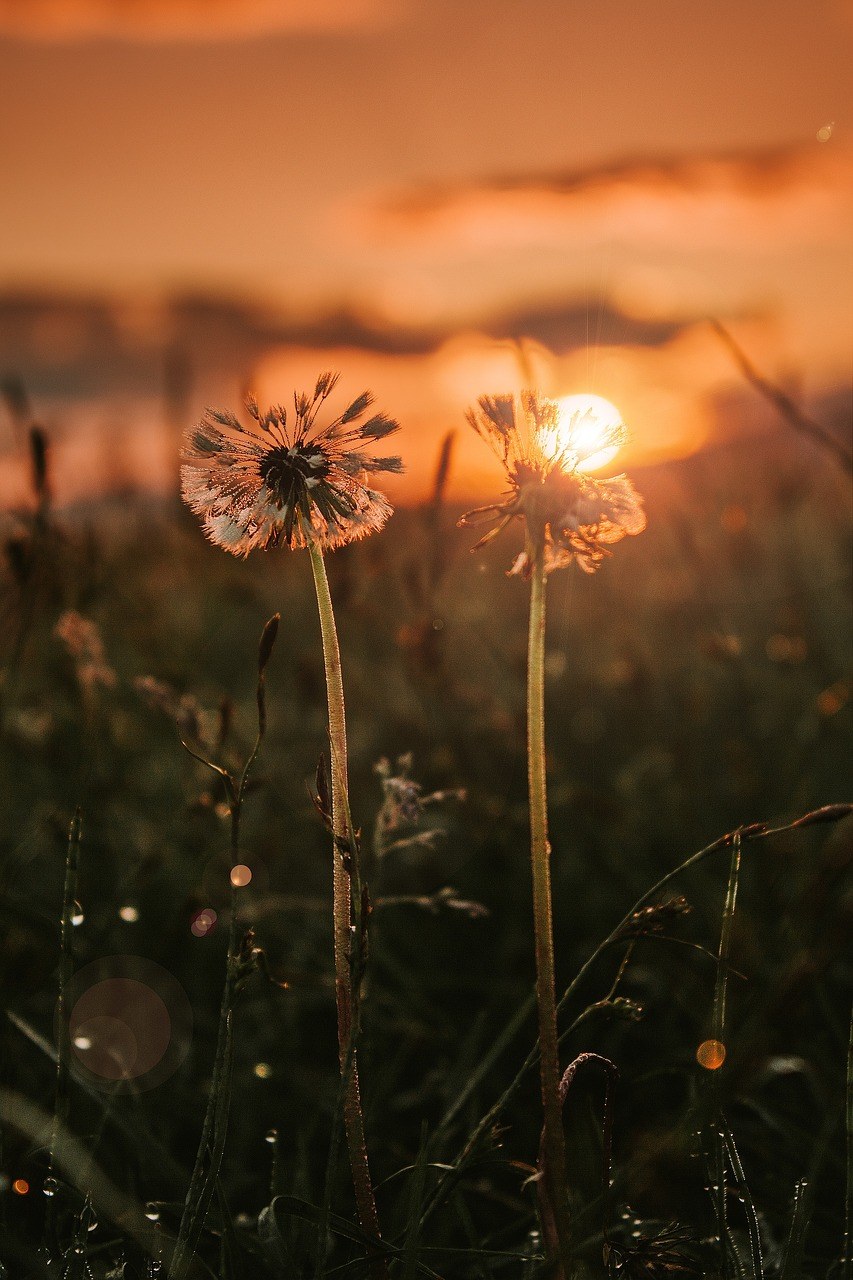 夕阳、花朵免费图片