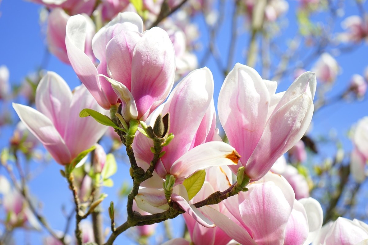 玉兰、玉兰花、鲜花免费图片