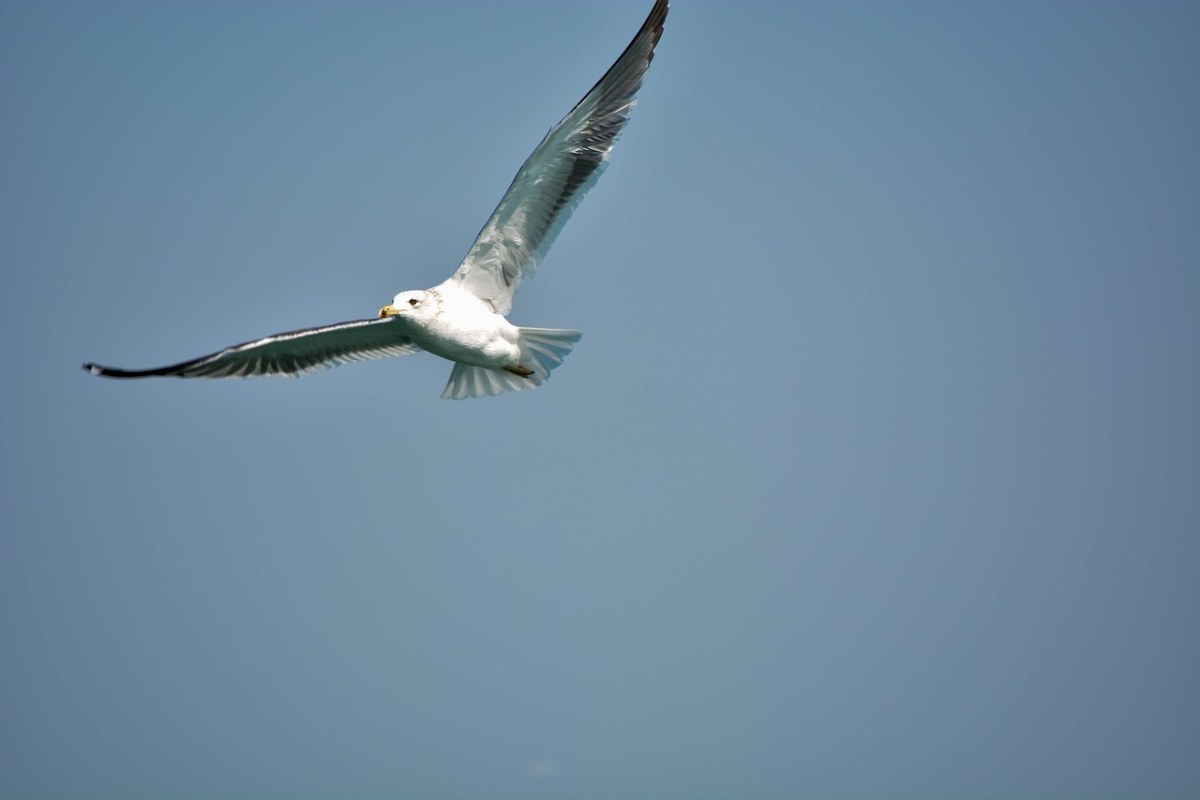 白色的鸽子,海,印度