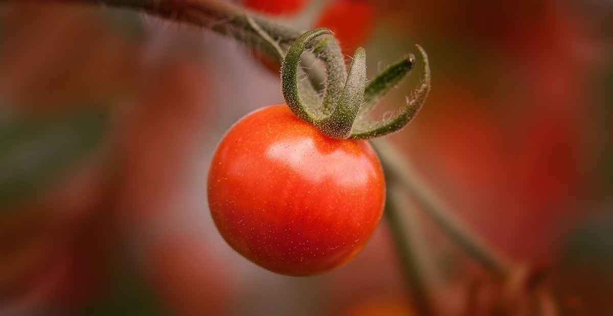 番茄、水果、红色免费图片