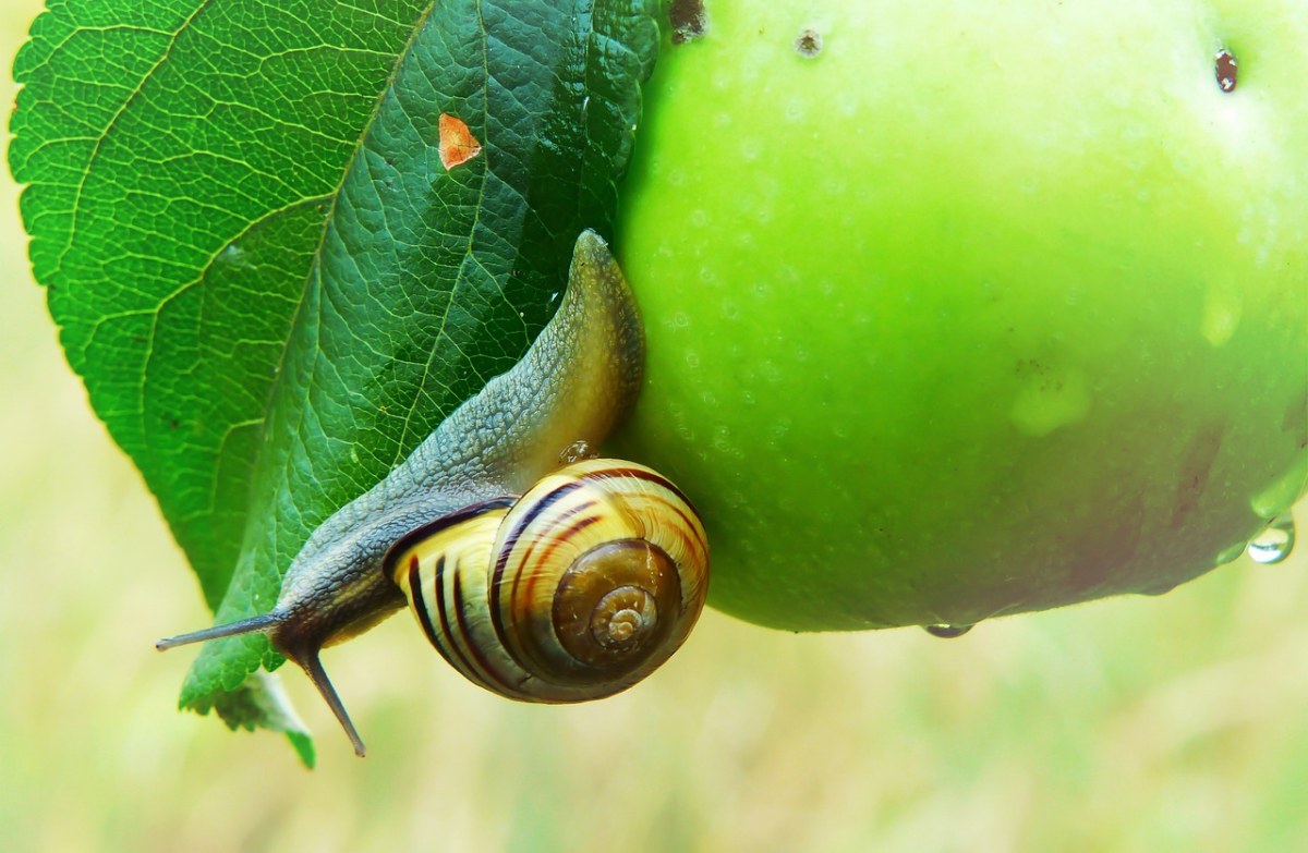 Wstężyk猎人、蜗牛、软体动物免费图片