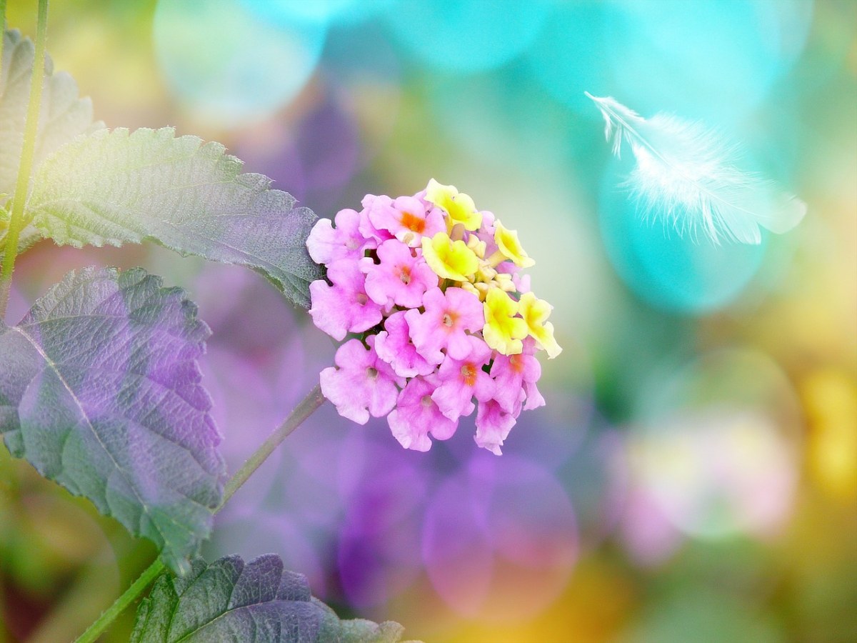 多彩绚丽的花朵背景图片免费图片