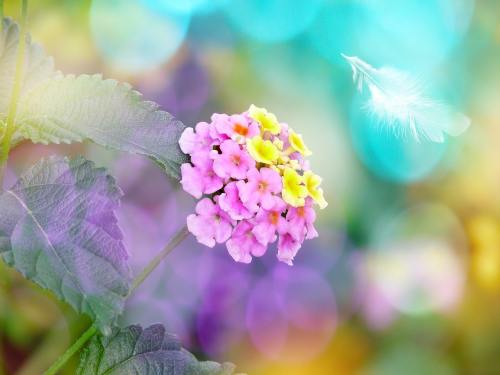 多彩绚丽的花朵背景图片