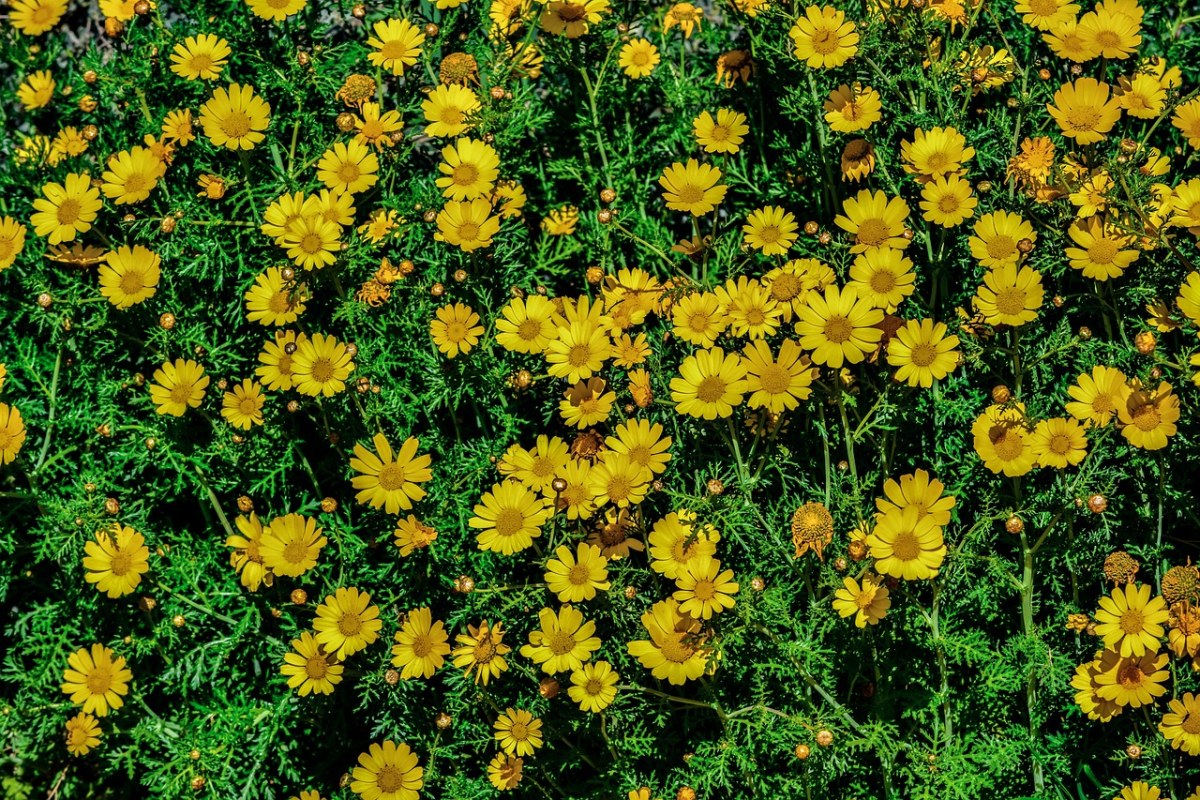 黄色的小花朵免费图片