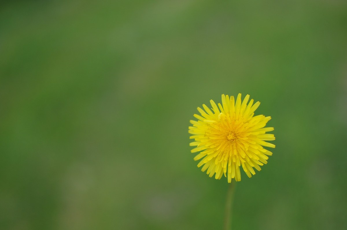 蒲公英、花卉、植物免费图片