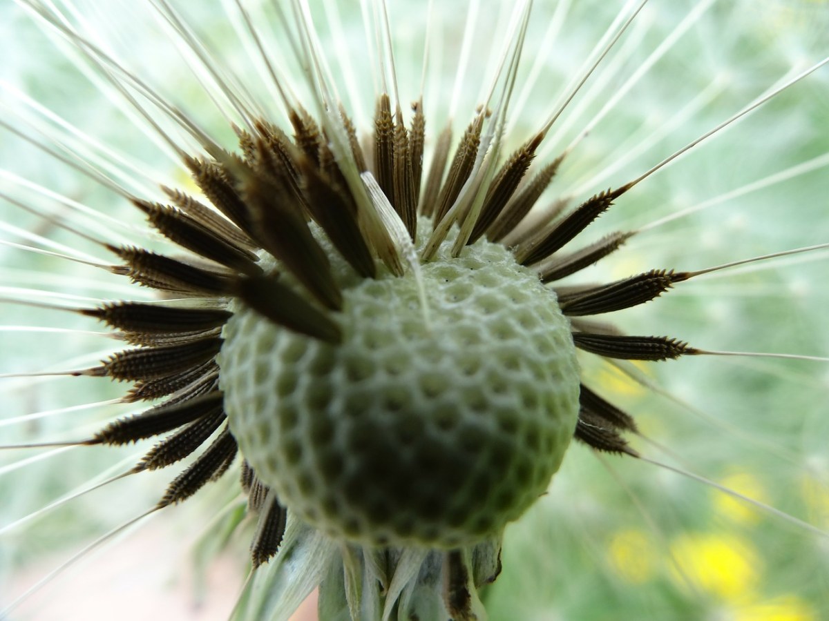 蒲公英、花免费图片