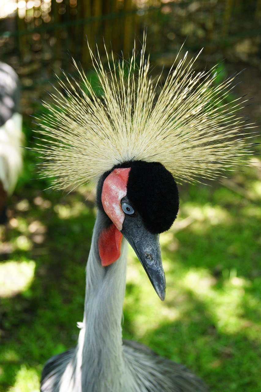 灰冠鹤（东非冠鹤）的漂亮锦冠免费图片