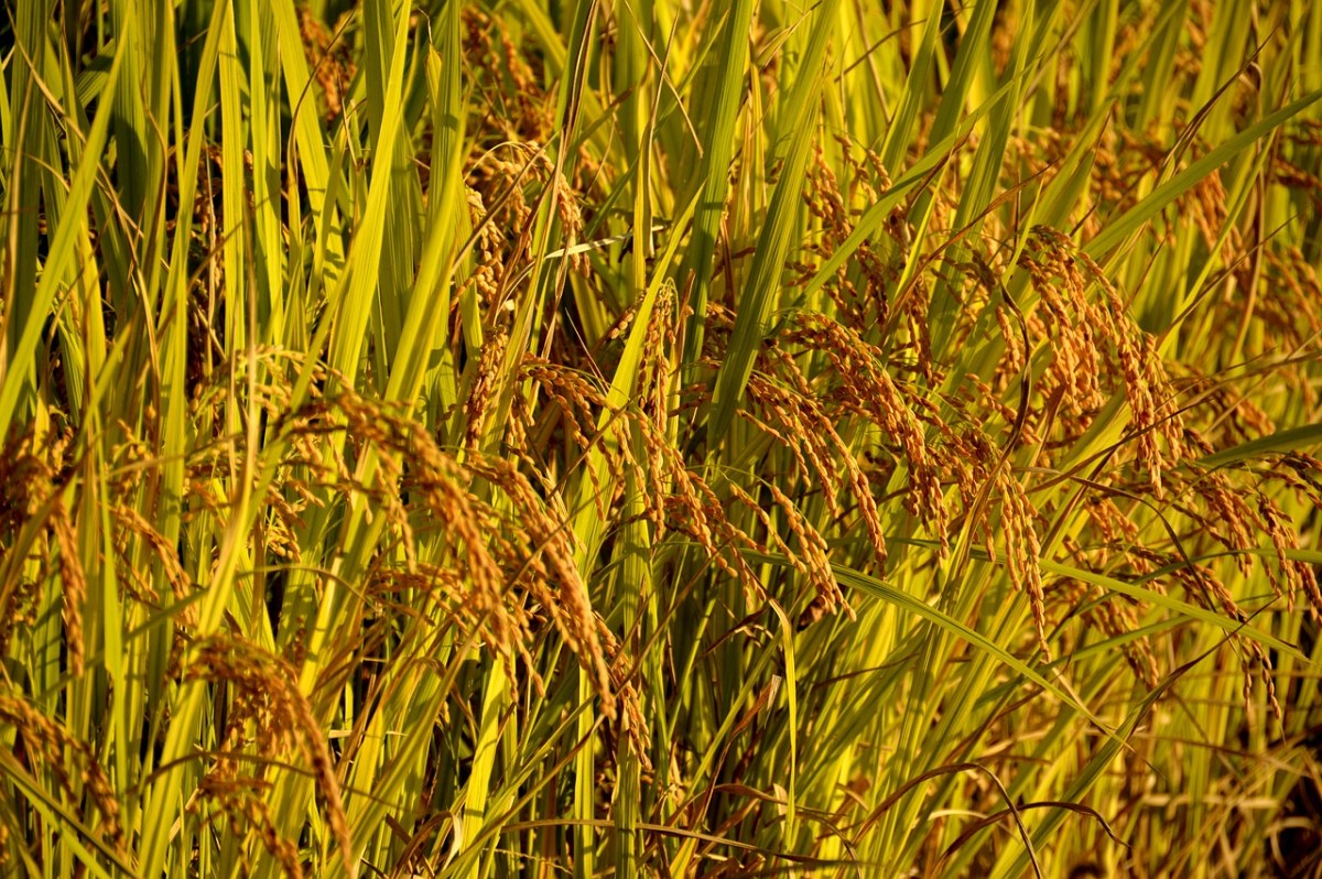 水稻、Ch、秋季免费图片