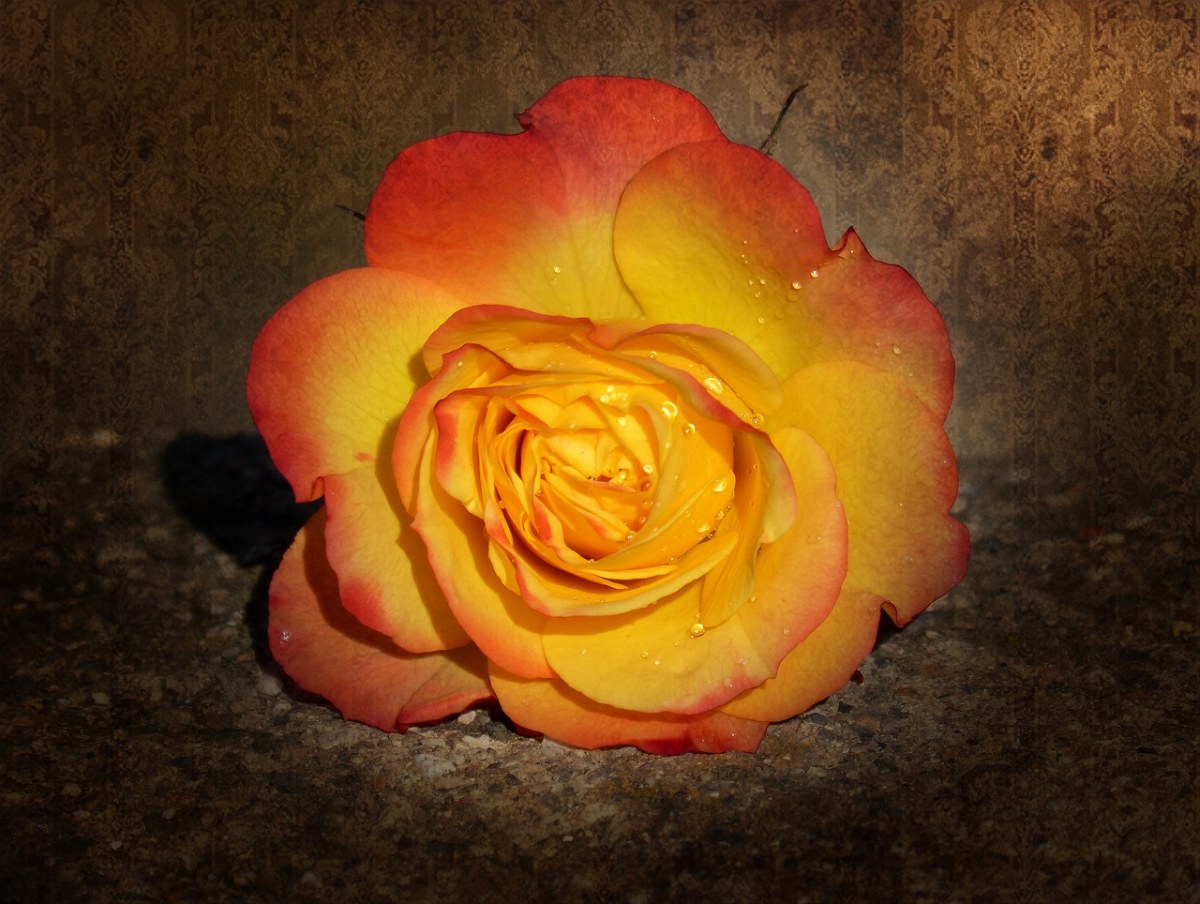 罗莎、花瓣、黄玫瑰免费图片