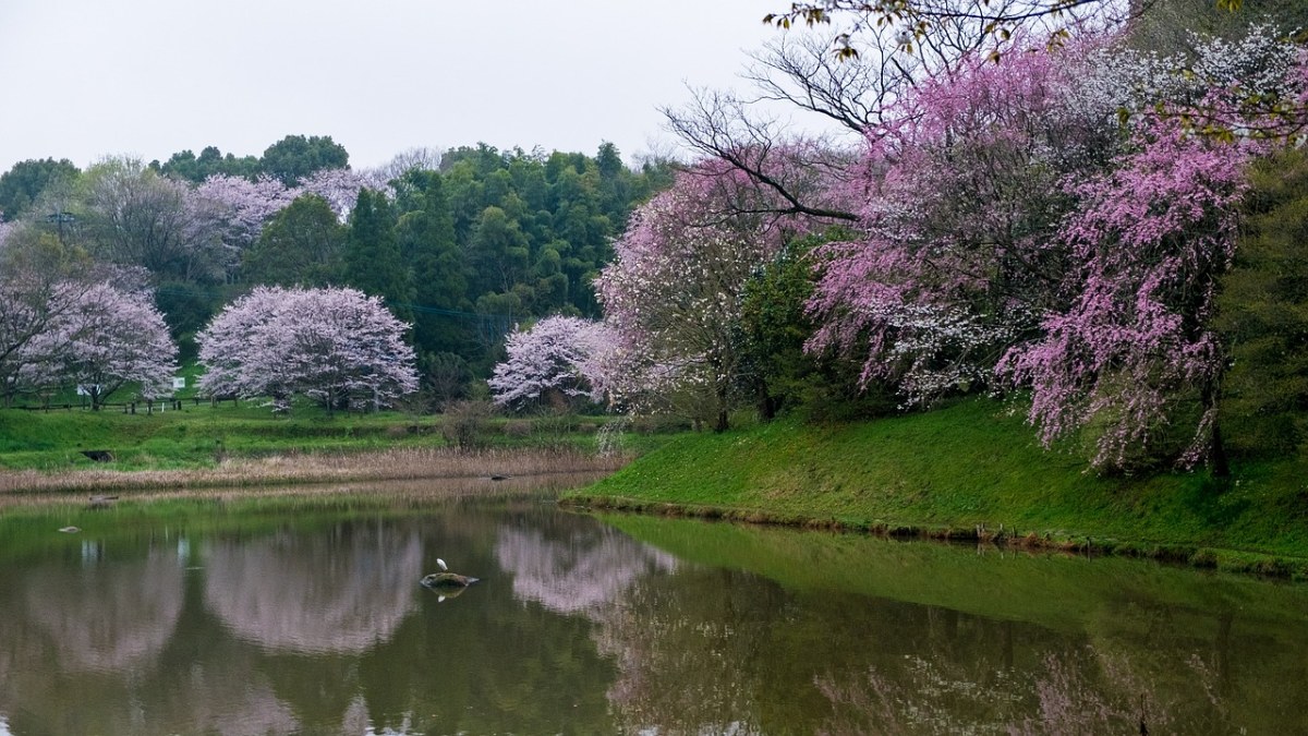 湖边的春意风景免费图片