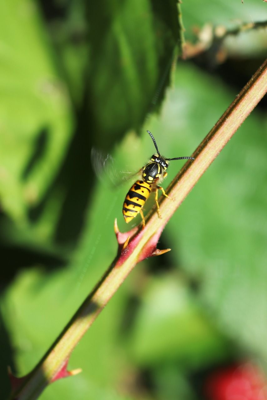 蜜蜂刺枝杈