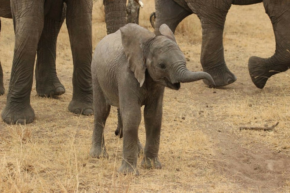 小象、象、坦桑尼亚免费图片