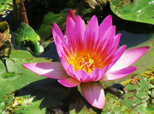 池塘、莲花、水生植物