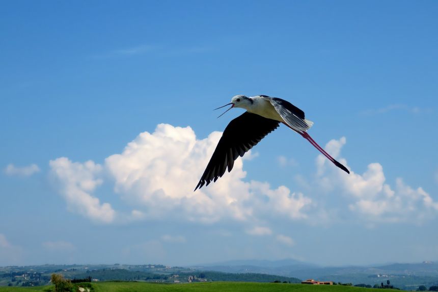 性質鳥飛翔的小鳥