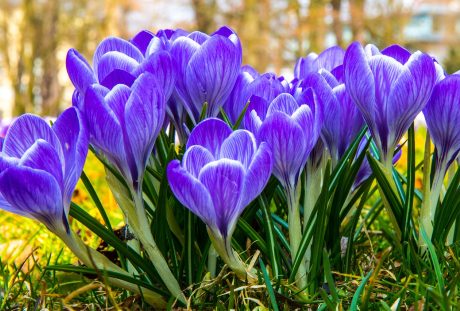 藏红花、开花、花