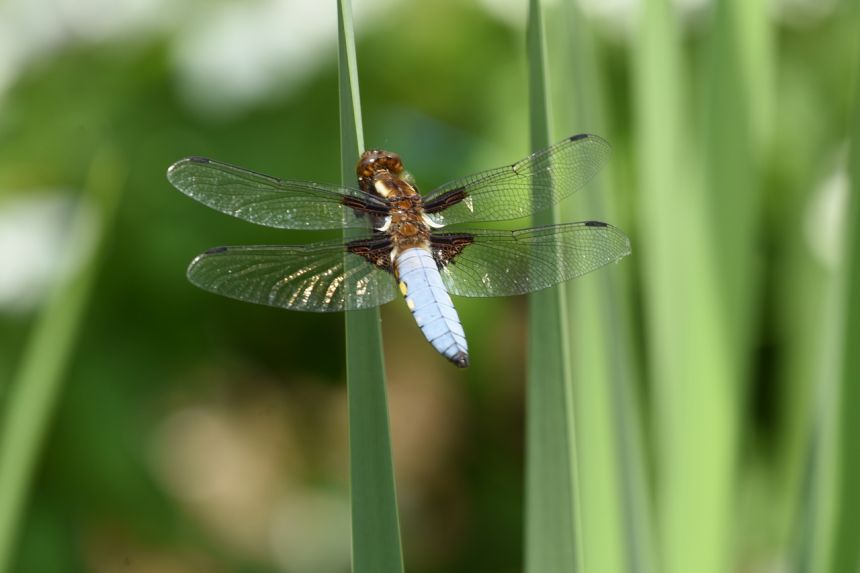 蜻蜓動物昆蟲