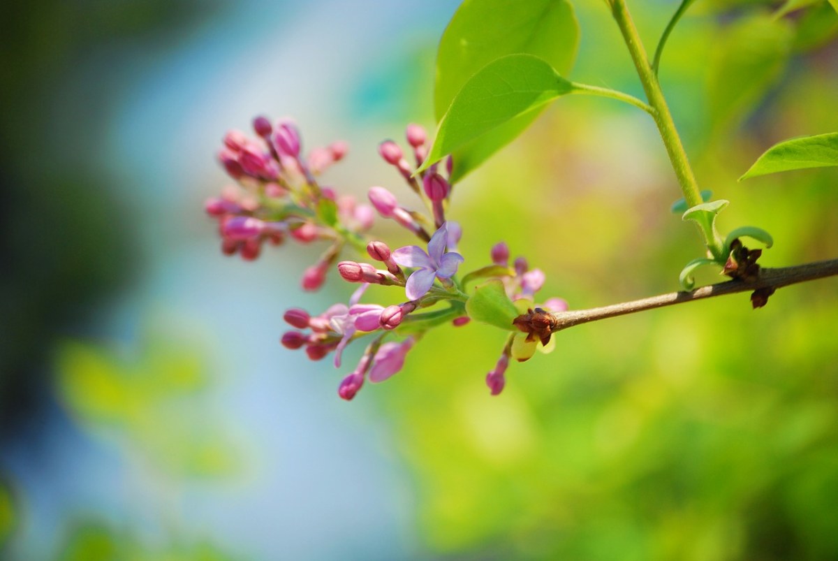 春天的花朵免费图片