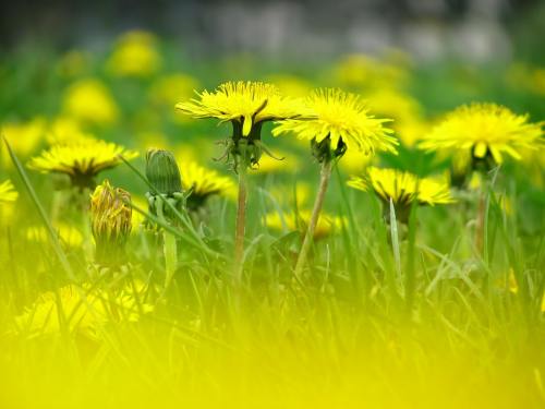 蒲公英、花、草甸