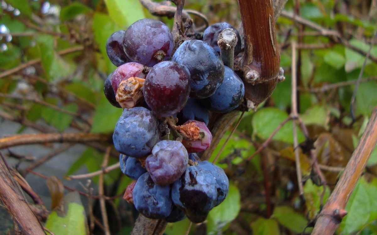 菌群,动植物,宏