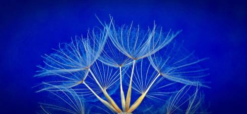 种子、花、蒲公英