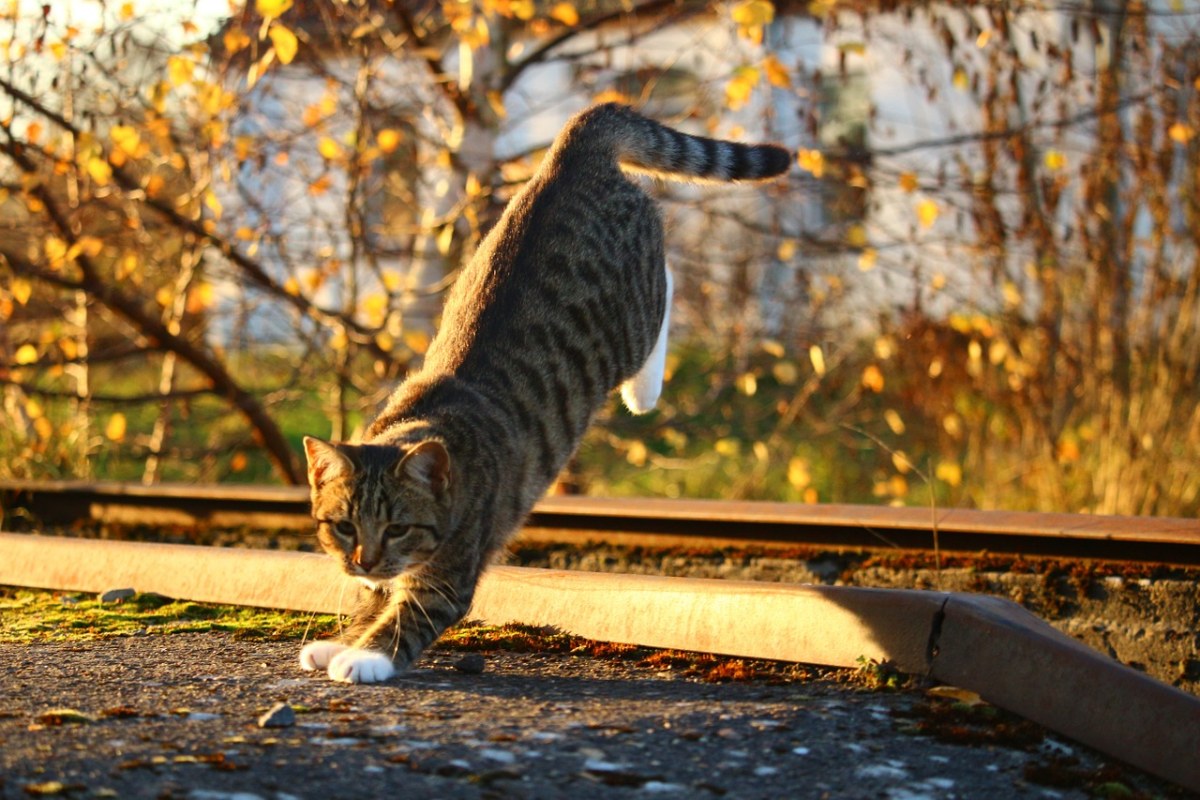 秋天阳光下的一只可爱小猫咪免费图片