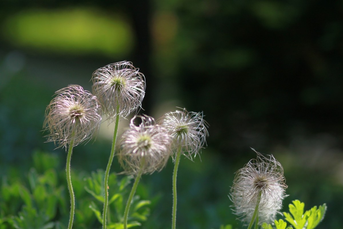 玫瑰花高清电脑桌面壁纸图片，分辨率：2560x1600|玫瑰花|分辨率|电脑_新浪新闻