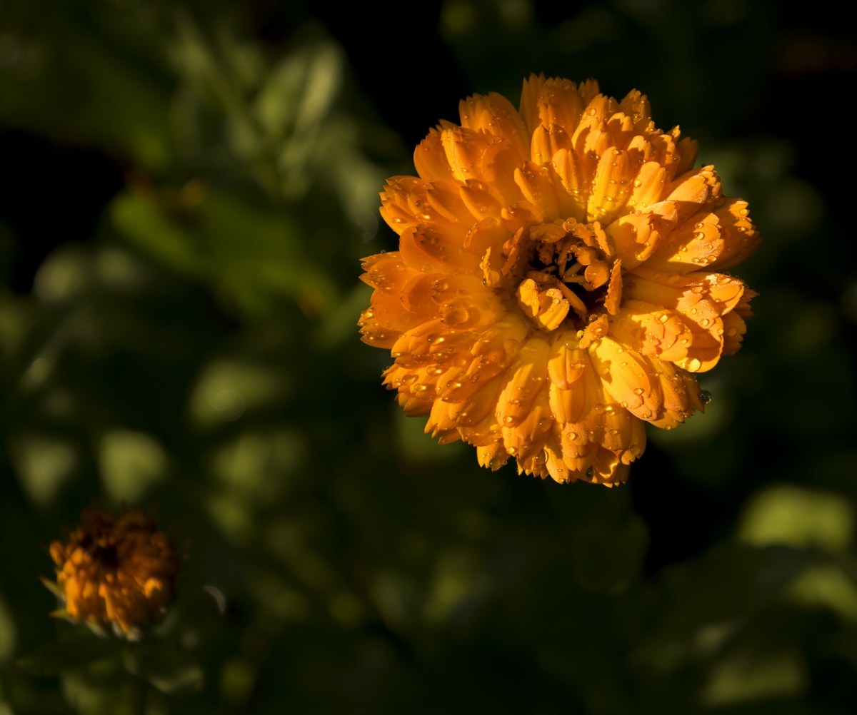 金盏花、大自然、橙色免费图片