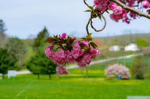 春天公园内的樱花图片