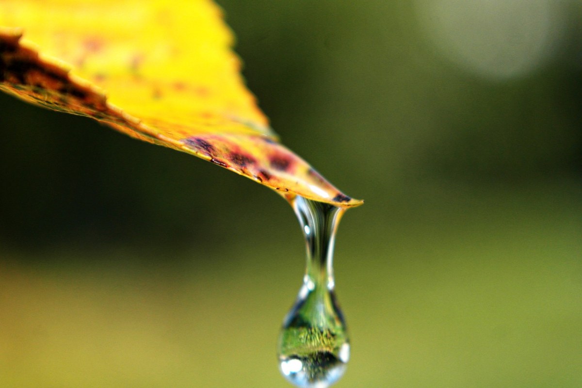 假期,只需要加水,雨滴