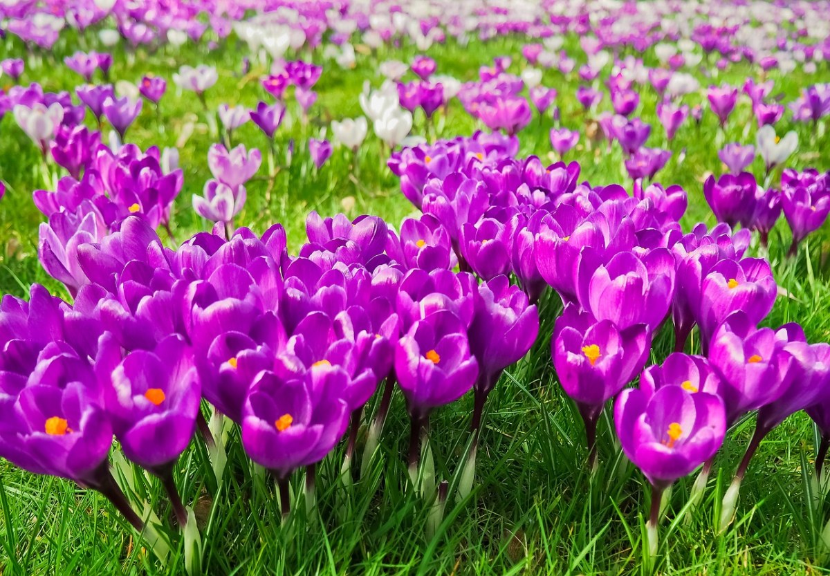 藏红花、花、春天免费图片