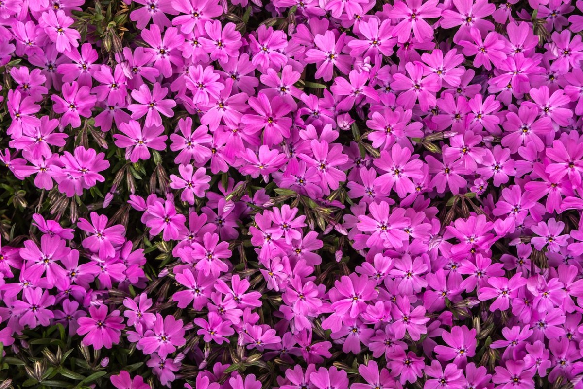 野花花朵背景图片免费图片