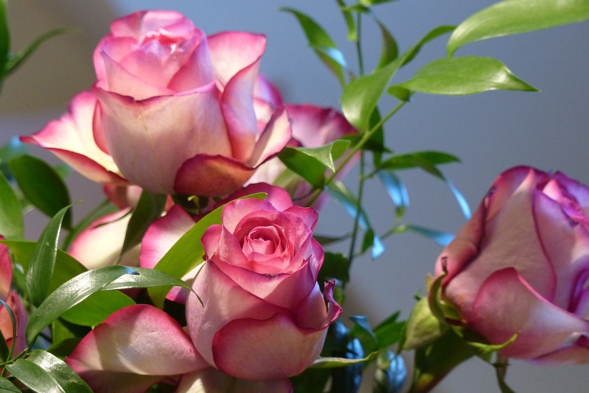 玫瑰、厄瓜多尔玫瑰、粉红色免费图片