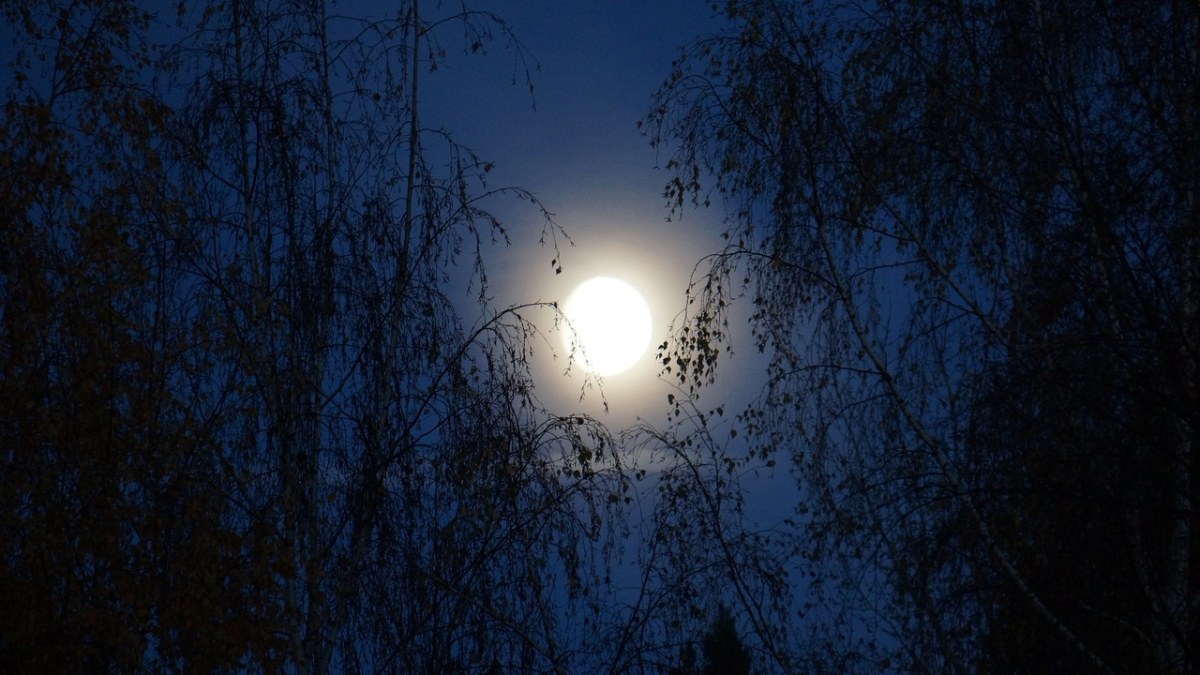 夜、月亮、月光免费图片