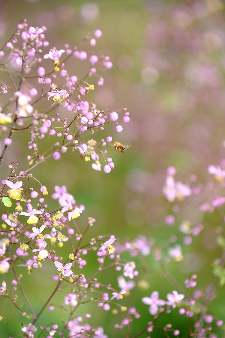 春天,野花,鲜花