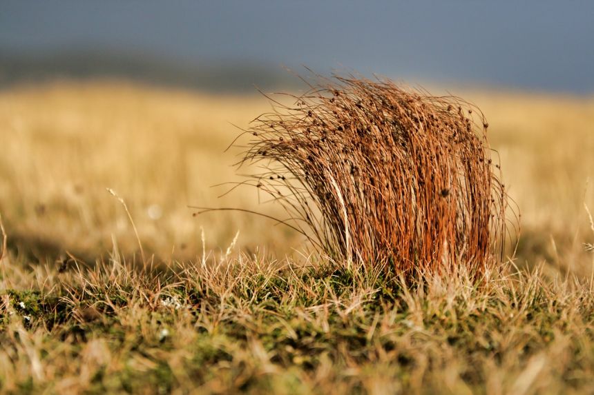 植物,棕色,自然