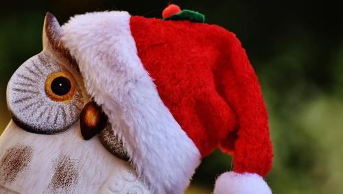 圣诞节、猫头鹰、圣诞老人的帽子