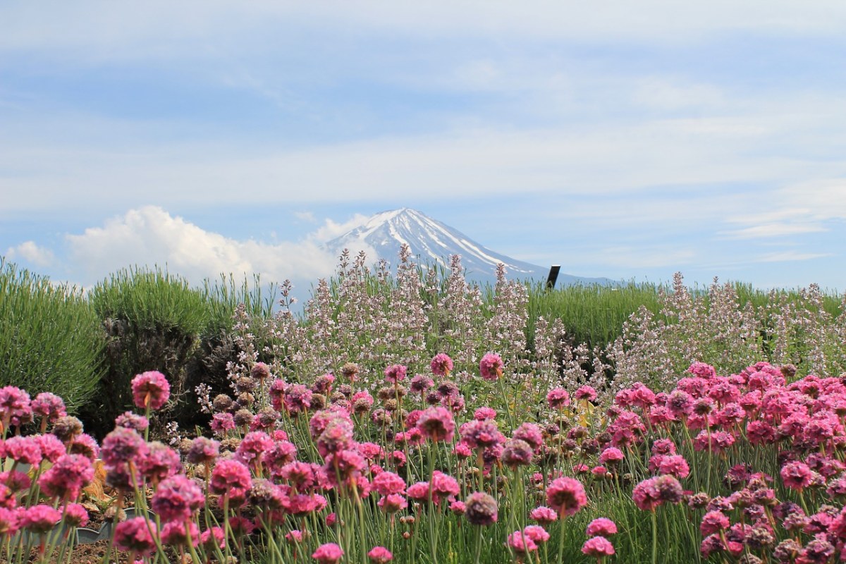 富士山下的春天花朵风景图片免费图片