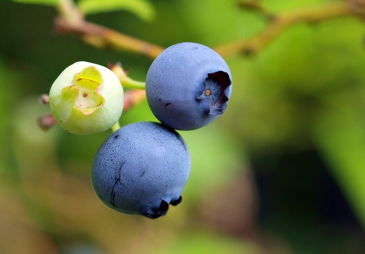 蓝莓浆果免费图片
