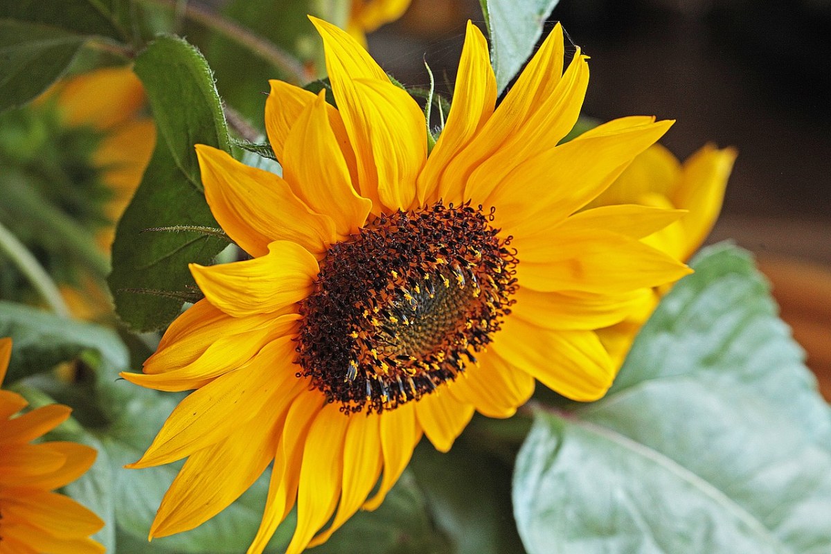 向日葵,花,開花免費圖片