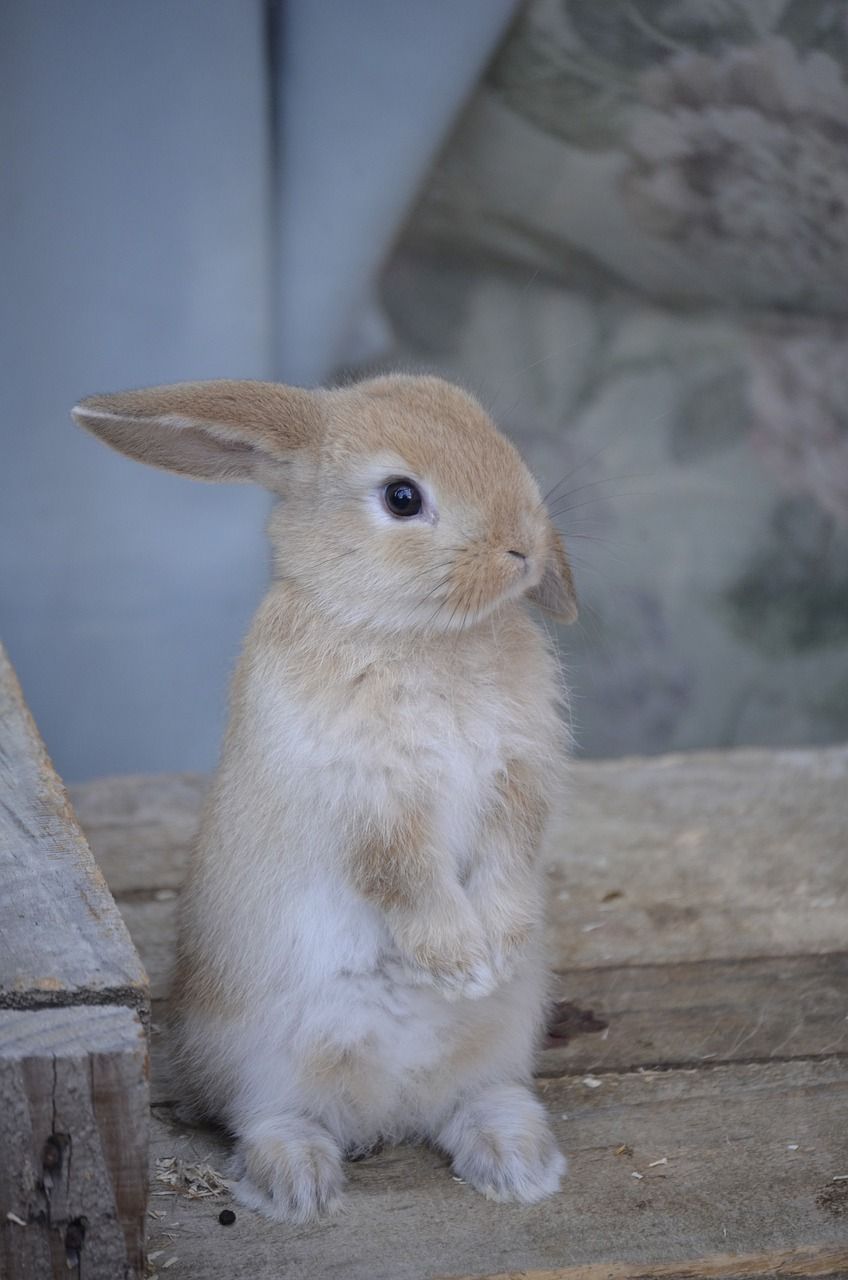 兔宝宝黄金婴儿