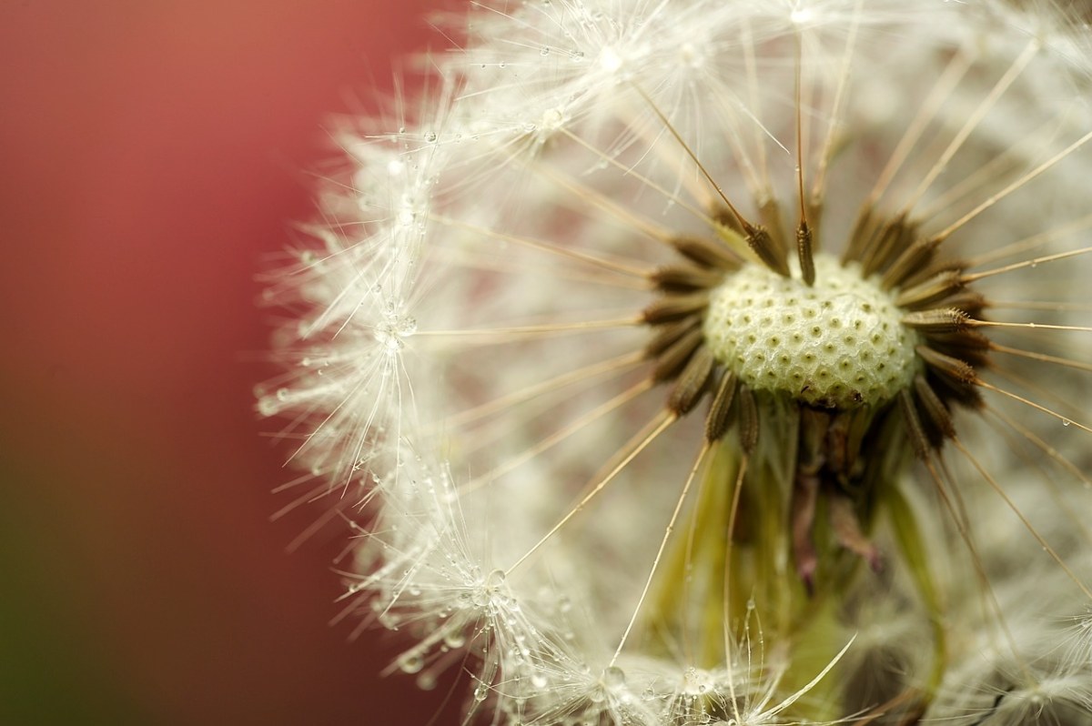 蒲公英、毛茛、花园免费图片