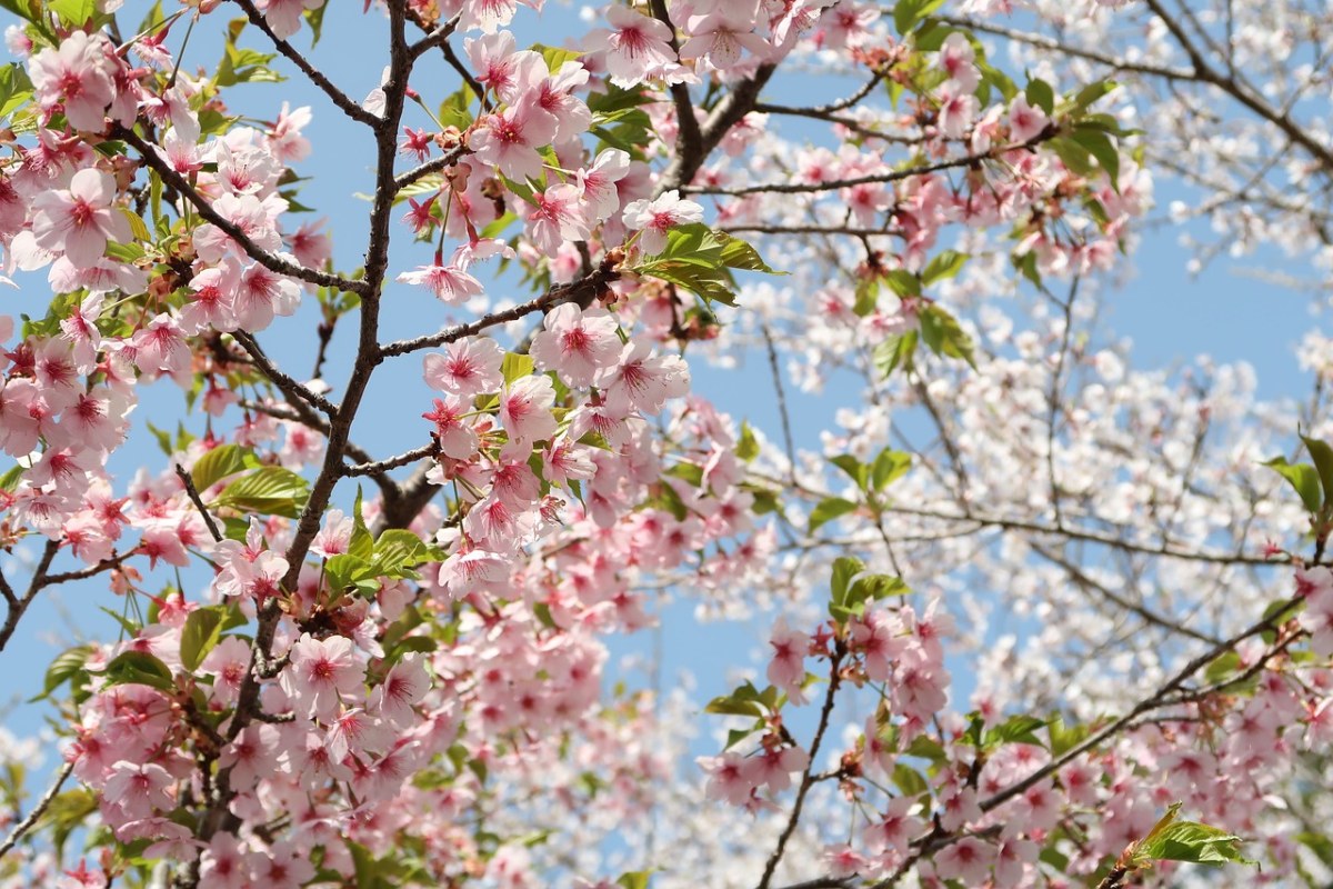 春天盛开的樱桃花免费图片