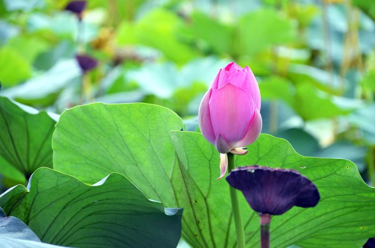 莲花、鲜花、半圈免费图片