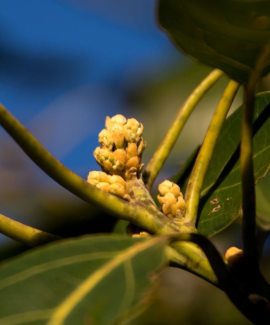 牛油果,芽,鲜花
