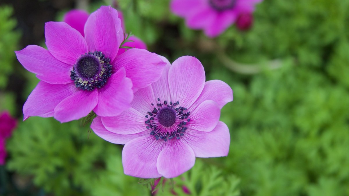 紫色的银莲花免费图片