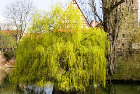 春天的垂柳柳树图片