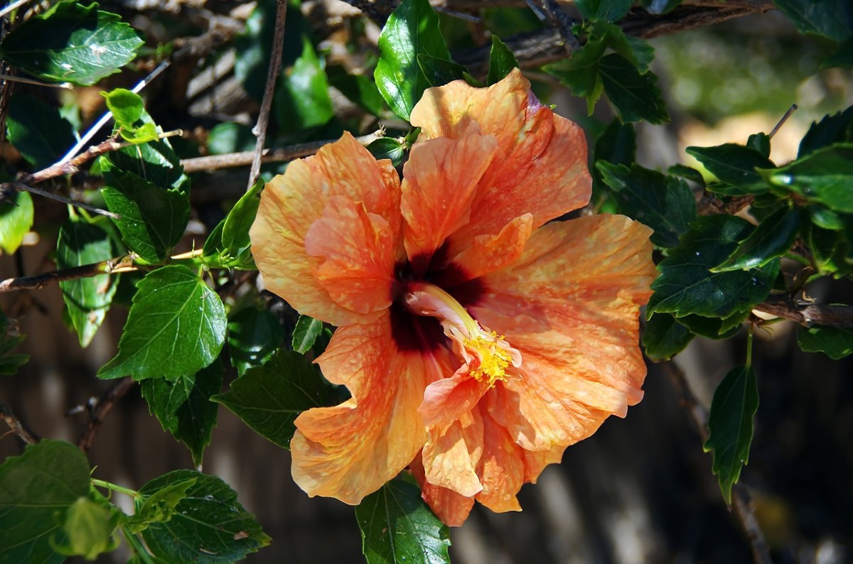 芙蓉花,双花,橙色