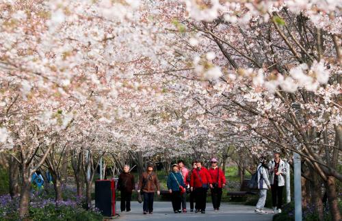 老年人在春天樱花公园散步的图片