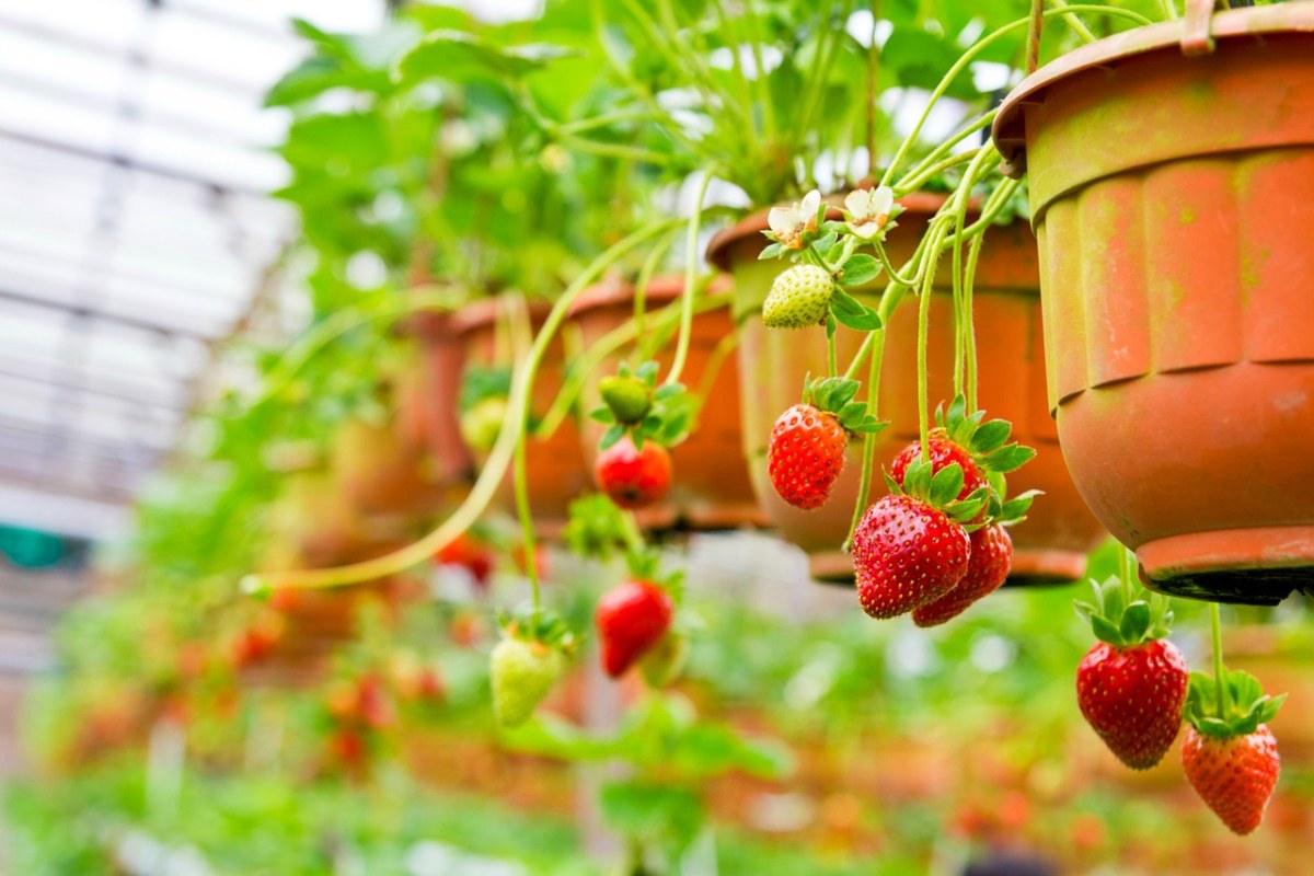 草莓、水果、浆果免费图片