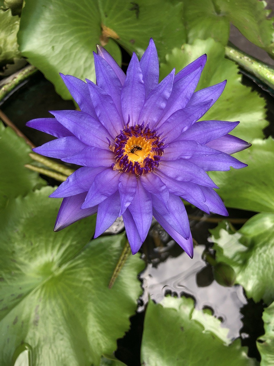 紫莲花、紫色花、水花卉免费图片